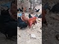 Desi Murgi Farm #youtubeshorts #trending #ytshorts