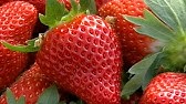 おいしい苺ができるまで How to grow delicious strawberries