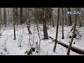 Прогулка по зимнему лесу в курортном Светлогорске. Видео-релакс в стиле АСМР/ASMR. Walking forest