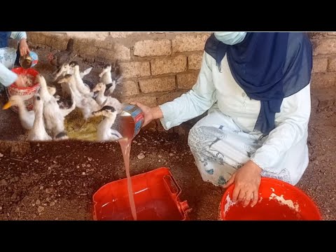 مشروب قنبلة الاوزان وتسمين البط هيوصل٧كيلوا علي الشهرين والسر في المشروب الجبار ده موحه ياسر