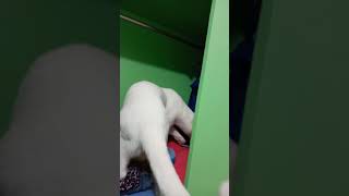 Cay Jumps In The Cabinet