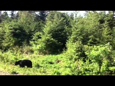 Mama black bear and three cubs playing. - YouTube