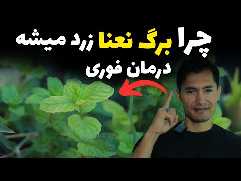 دلیل زرد شدن و توفق رشد نعنا چیست چند راه حل ساده