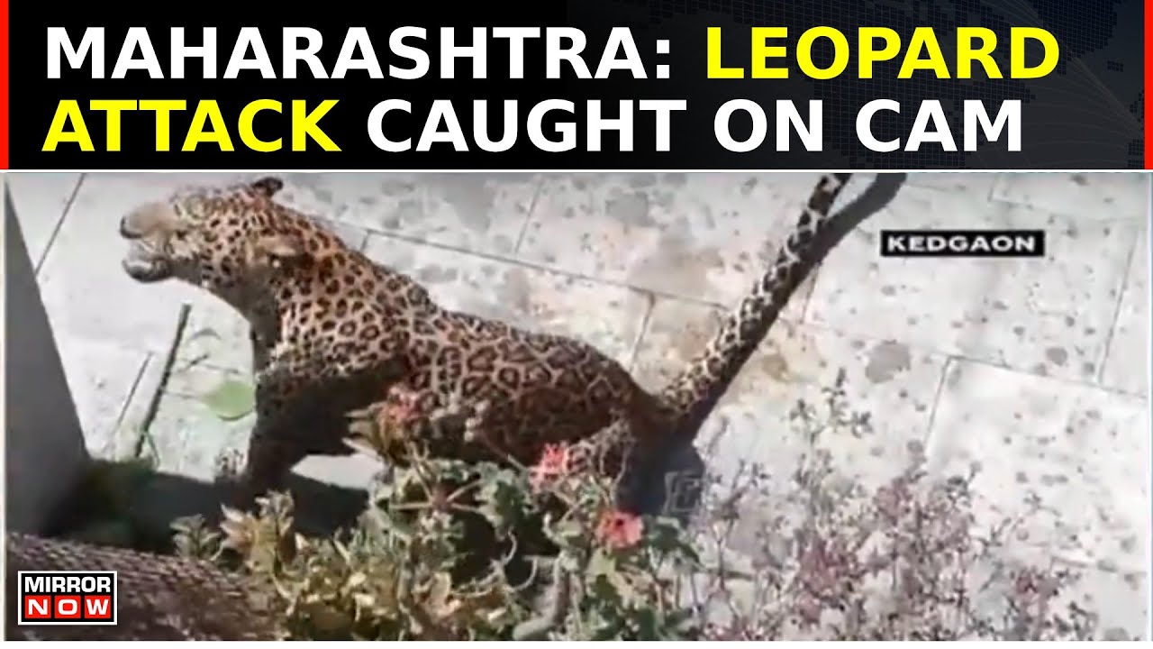 Maharashtra: Leopard Attack Caught On Camera; 3 People Injured In ...