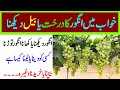 Khwab Mein Angoor Ka Darakht Dekhna Khwab Mein Angoor Dekhna Khwab Mein Angoor Khana Khwab Mein Angoor Ka Darakht Dekhna Khwab Mein Angoor Dekhna Khwab Mein Angoor Khana