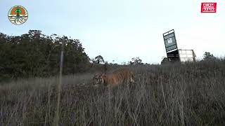 tangkap lepas Harimau sumatera dari TNGL yang masuk ke pemukiman warga, efektifkah?
