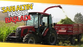 Yüksekovada Sarı Altın Hasadına Başlandı