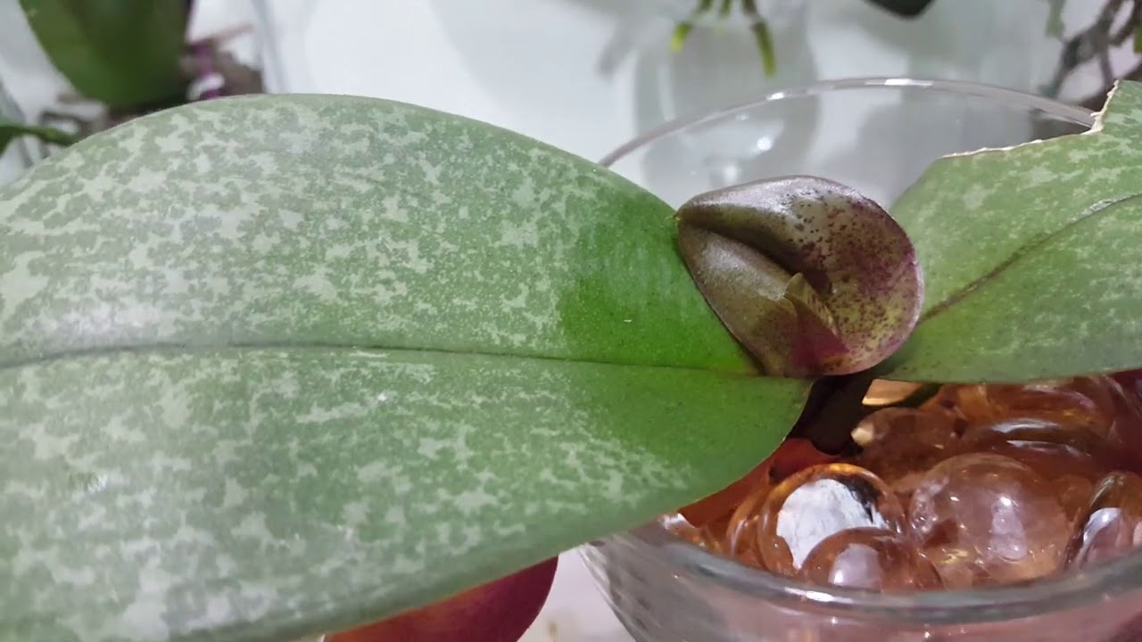 水培蝴蝶蘭也可以有很多方法，看看她們適應得如何！(廣東話)15/08/2020