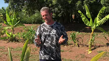Como planejar um pomar doméstico?