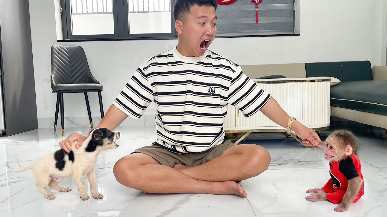 Monkey Cubis Angry puppy Lucky! Will Dad stop it?