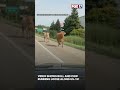 Video shows bull and cow running loose along US-131