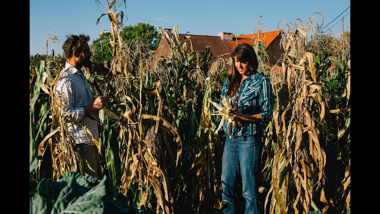 Domain Vuyle Plas, Kontich