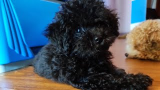 Silver Poodle #poodlepuppies #silverpoodle
