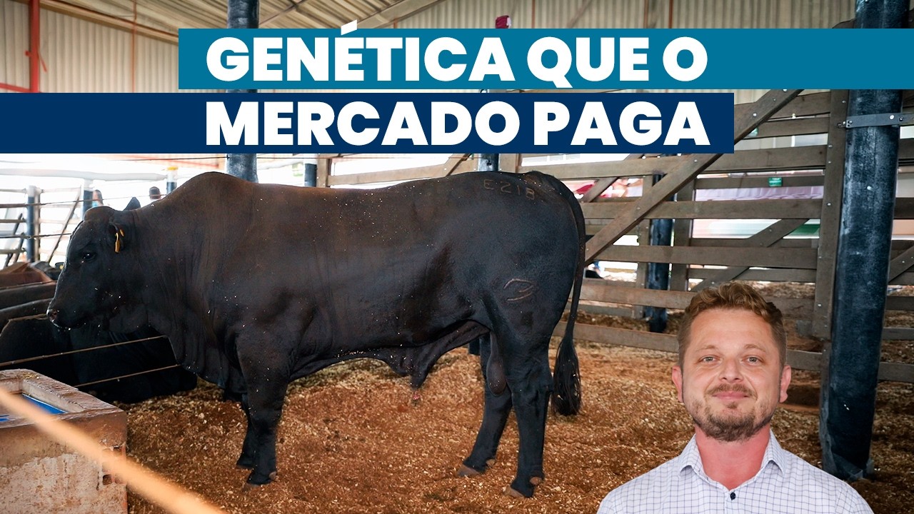 Adaptação indiana e qualidade europeia, Brangus tem a carne que mercado quer | Noticiário Tortuga