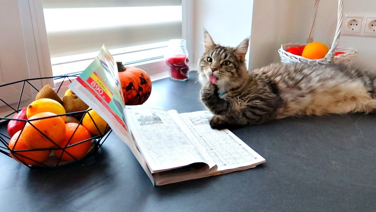 why don't they WRITE about CATS in the NEWS YouTube