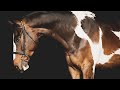 Equestrian Sport▪Как такое может быть▪