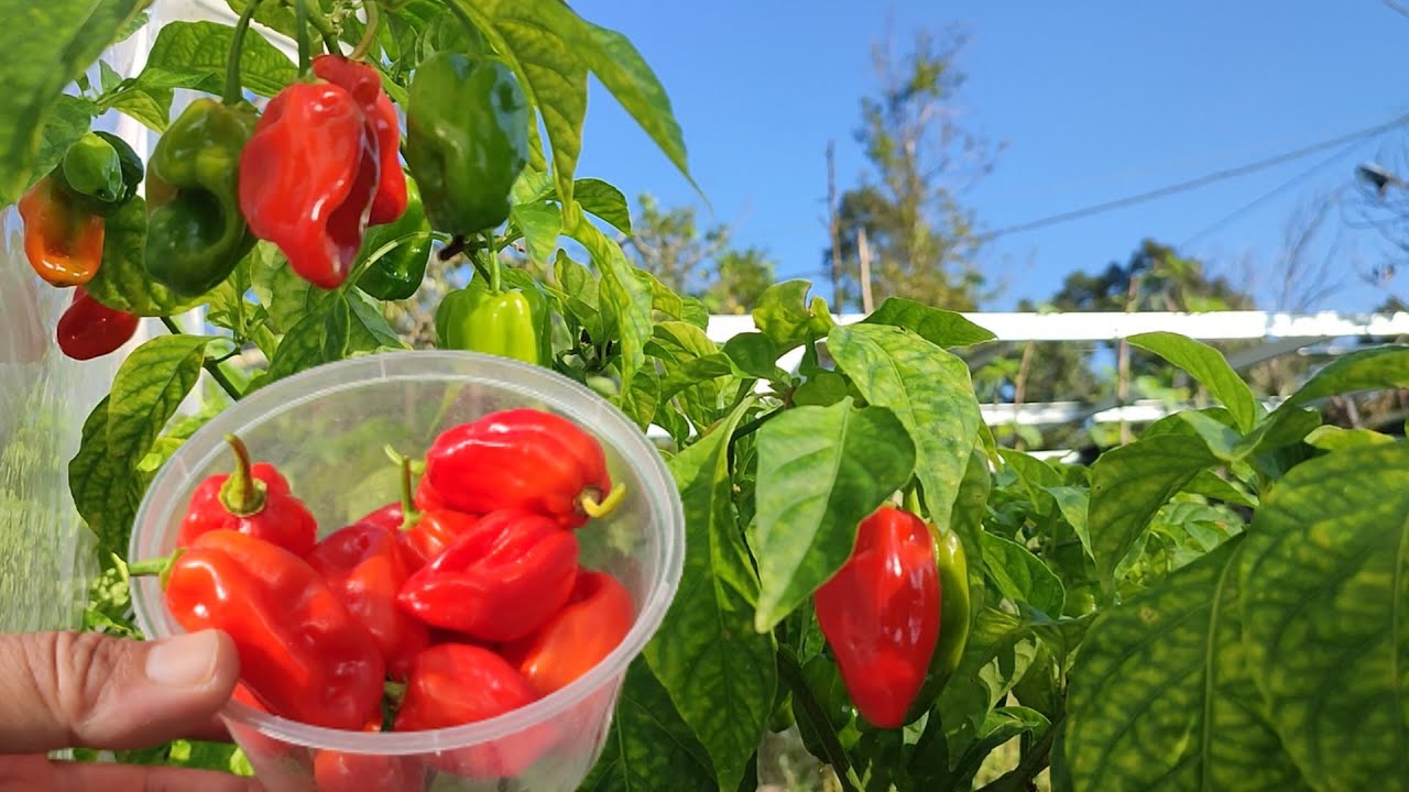 Habanero Pepper Harvest YouTube