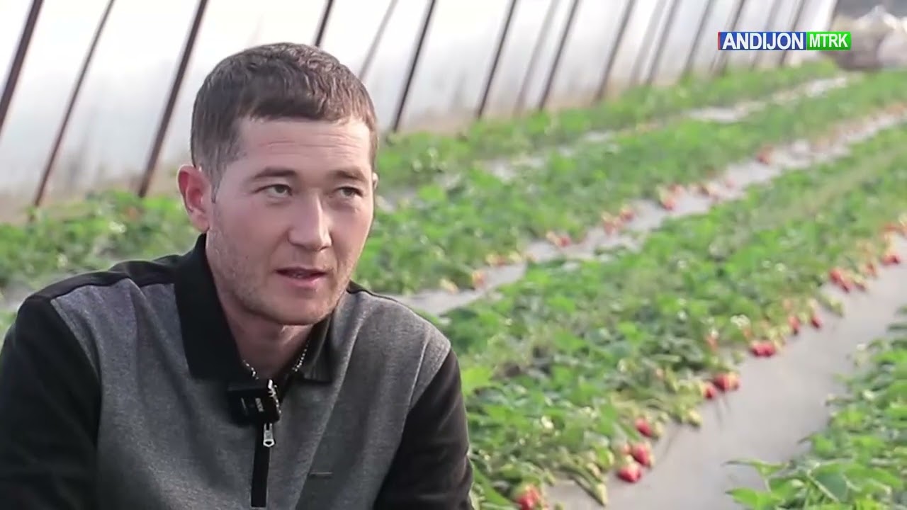 🍓Шаҳрихонлик Иброхимжон Турдиев 8 сотихли иссиқхонада қулупнай етиштиришни йўлга қўйди