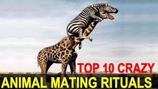 Top 10 Strangest Animal Mating Rituals You Won't Believe