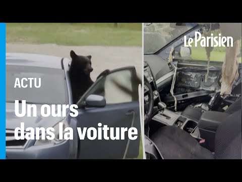 Un ours passe la nuit dans une voiture aux États-Unis