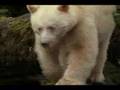 The Rare White Kermode Bear
