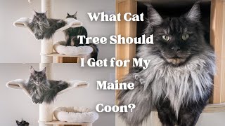 What Cat Tree Should I Get for My Maine Coon? #MaineCoon Monday 7