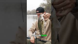 Texas State Fish Caught! Guadalupe Bass BEAUTY