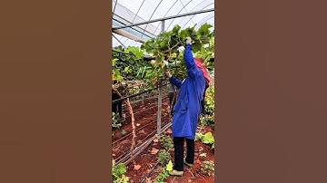 grapes tree pruning#grapenation #grapecare #grapepruning #grapevine