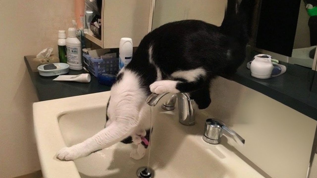 Кошки настолько странные, что их вполне можно назвать комиками 🤣 Смешное кошачье ТВ