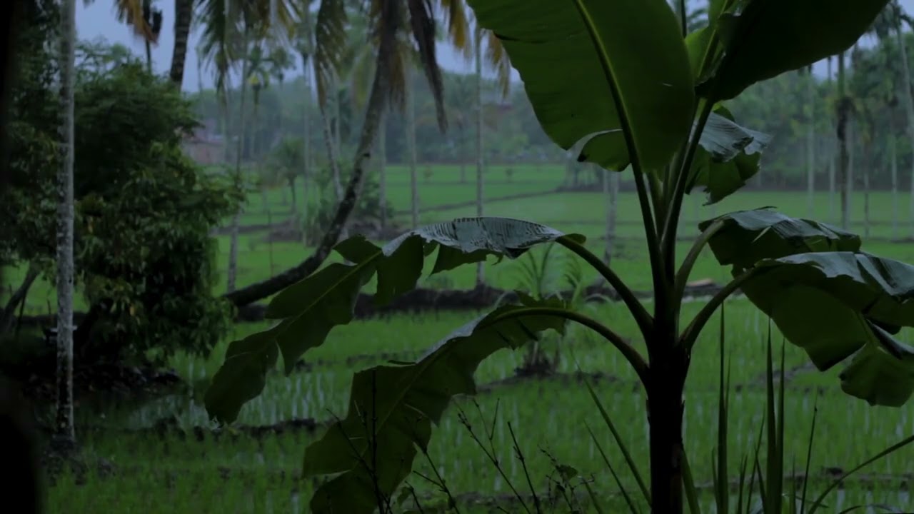 Rain on City Street at Night 🌧️ Rain on Asphalt Sounds for Sleep & Focus