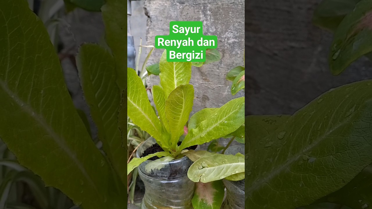 Selada Red Romaine adalah sayur renyah dan bergizi 