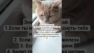 Записывай #настроение #cat #прикольныекоты #котмишель #мем #кот #веселыекоты #юмор #прикол