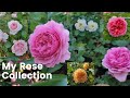 My Rose Collection - David Austin