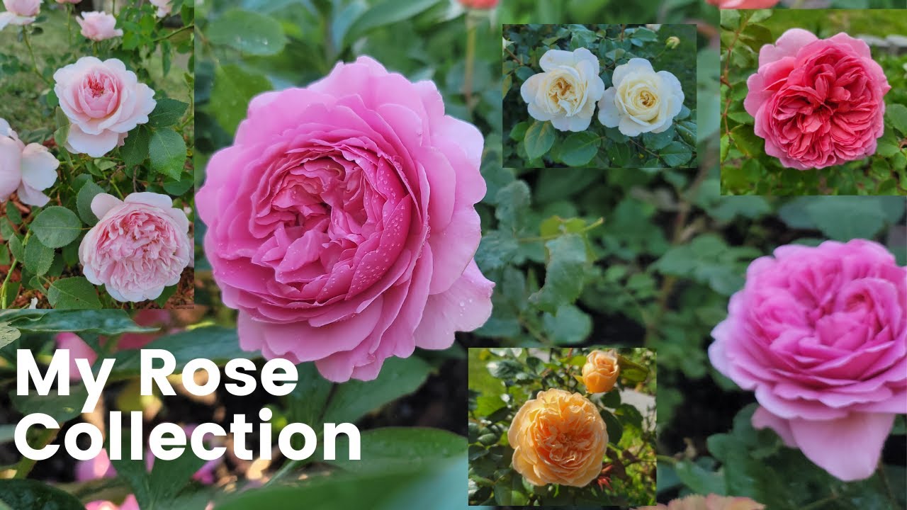 My Rose Collection - David Austin