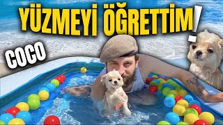 KÖPEĞİMLE İLK KEZ HAVUZA GİRDİK !! (Pomeranian) Coco