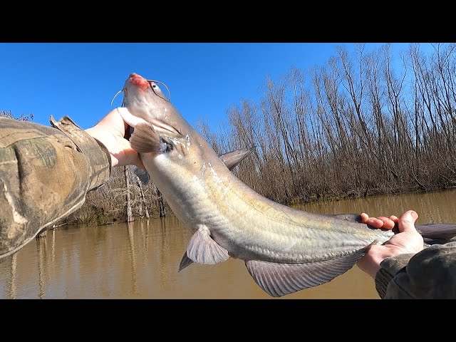 Catching Catfish on Limb Lines and Jug Lines - Winter Limb Lining for  Catfish 