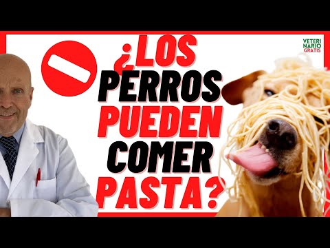 Video: ¿Pueden los perros comer espagueti?