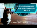 Республиканская выставка молоссов. Часть 1. 15.03.2020, Минск, Беларусь