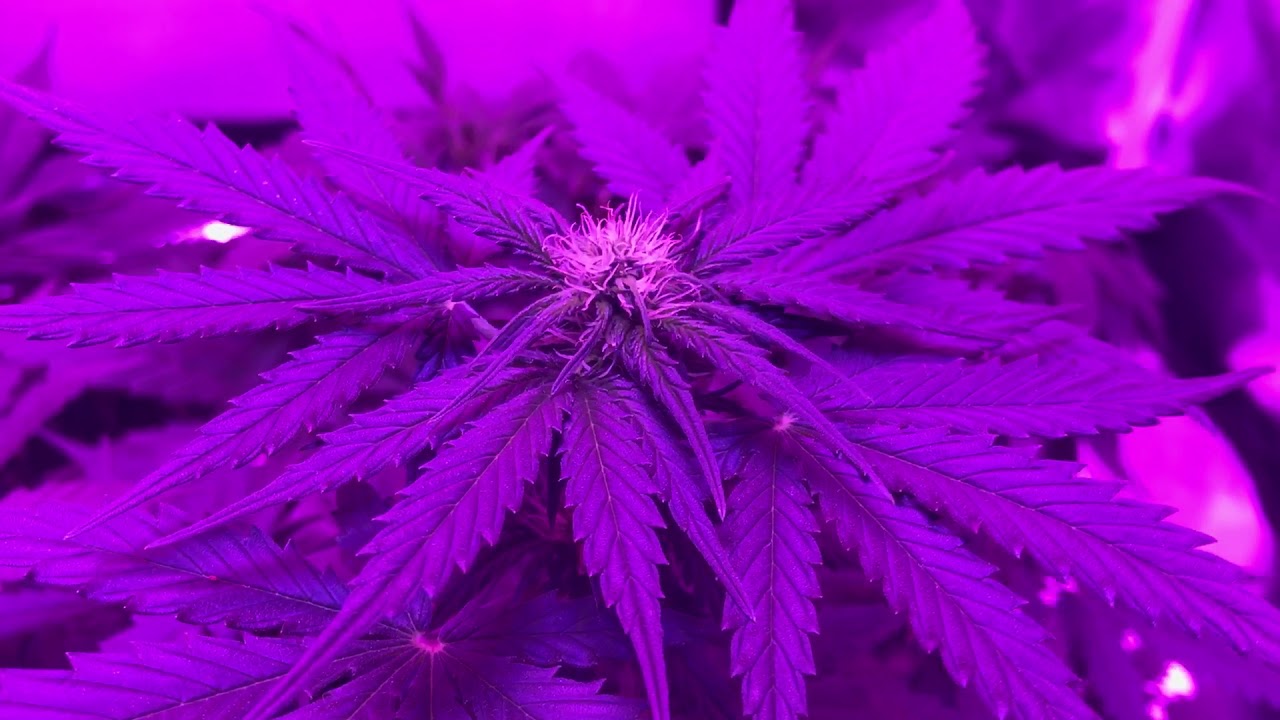Fast Buds - Gorilla Glue Auto Grow (Day 40)