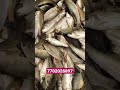 #shorts #rohufish #aquafactory Rohu fish Farming | Fish seeds | Rohu fish seeds | Aqua factory