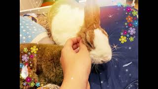 In wonderland #wonderful #cute #rabbit by Rabbit Nuvoletta Story 356 views 5 months ago 7 seconds