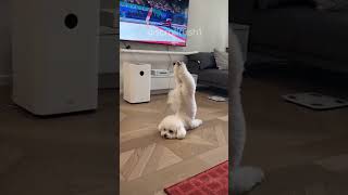 👉Get This CUTE Dog To The Olympics!!😭#funny #dogs #shorts #dogshorts