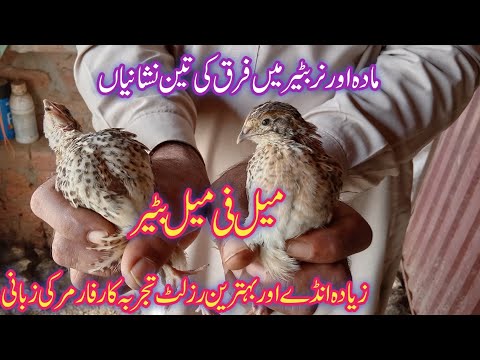 نر مادہ بٹیر کا فرق نار یا مادہ باتیر بریڈر بٹیر ٹپس