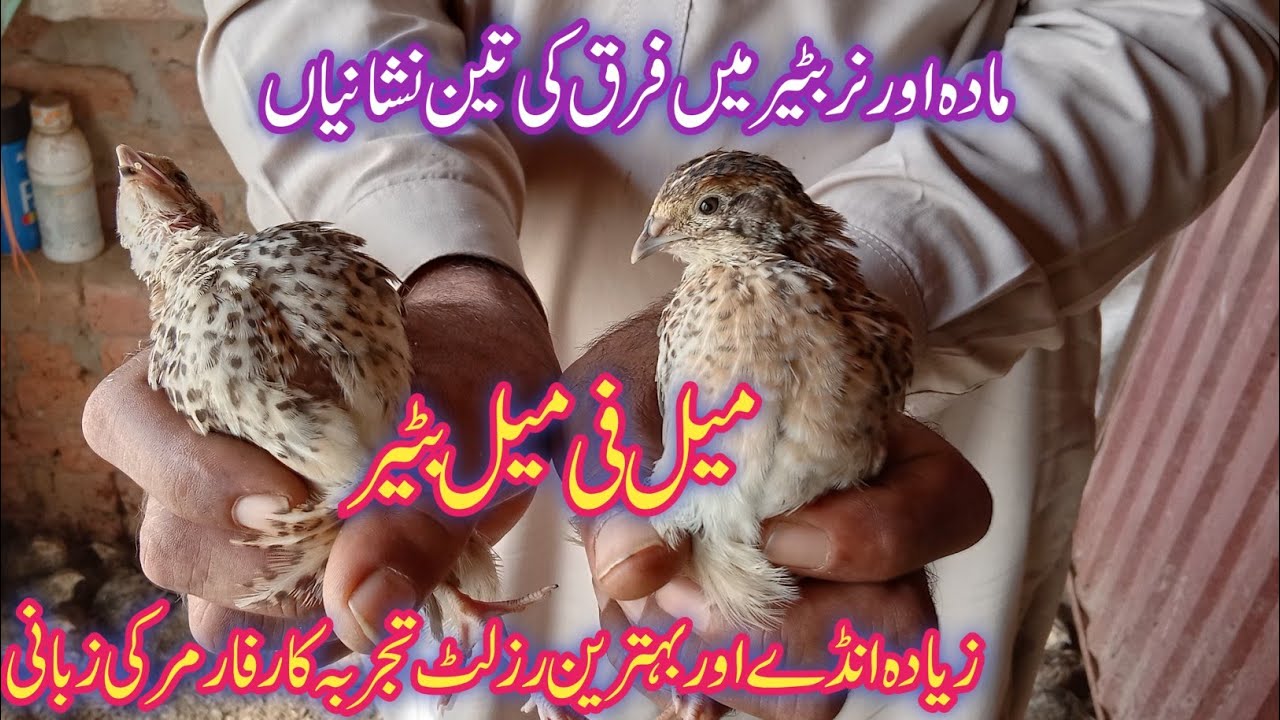 Male Female Quail Difference Nar or Madaa Batair Breeder Batair