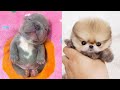 Cute Puppies Doing Funny Things 2020 | Cute Baby Animals