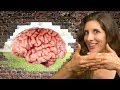 What is the Blood-Brain Barrier?