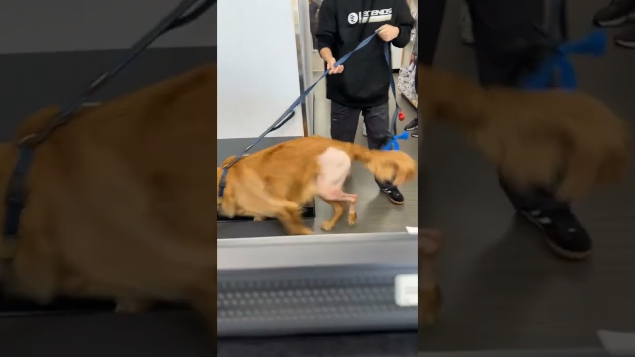 Cooper’s TPLO Surgery GoFundMe ❤️‍🩹🔗 