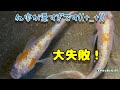 【メダカ】孵化率が最悪です・・・大失敗！！！【三色ラメ幹之(体外光)】