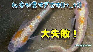 【メダカ】孵化率が最悪です・・・大失敗！！！【三色ラメ幹之(体外光)】