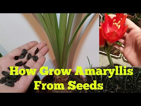 Grow Amaryllis From Seeds (With Update) | Amaryllis Seedlings